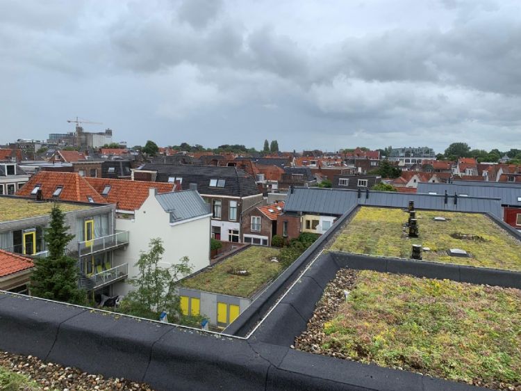 Kroeze Hoveniers Kroeze Hoveniers