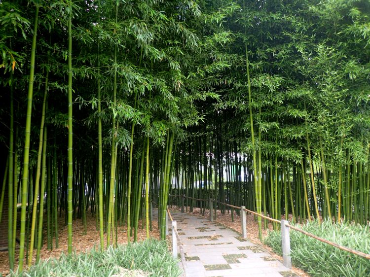 <i>Phyllostachys</i> sp. 'Shanghai 3' (Foto: Jos van der Palen)