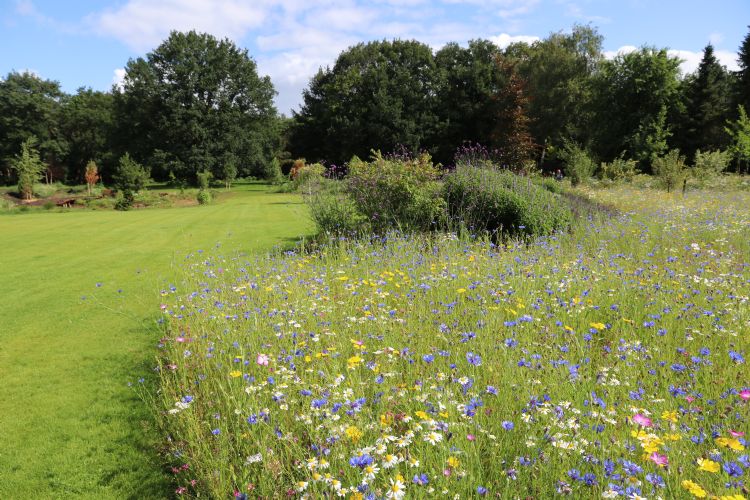In deze tuin is gekozen voor het creëren van een natuurlijk effect met het meerjarige mengsel Veldbloemen 2-Romantic.
