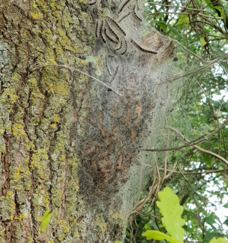 Het kenniscentrum verwacht dat de periode van de meeste overlast naar juli verplaatst.