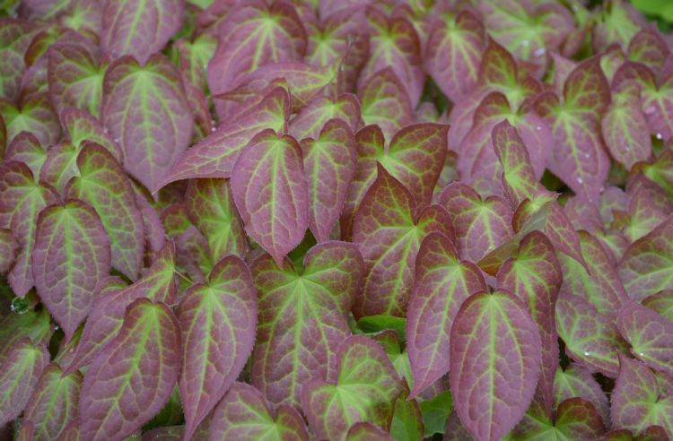 <i>Epimedium x rubrum</i> (foto: Marlien van der Linden)