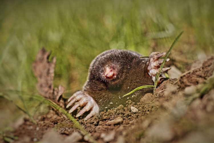 Dit jaar worden niet alleen insecten meegenomen in de campagne, ook de mol en spitsmuis staan in de top 10 nuttige bodemdieren