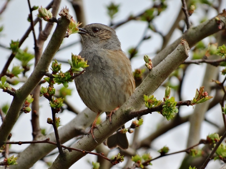 Zoals de naam al verraad is de heggenmus (Prunella modularis) dol op dicht begroeid struikgewas zoals een heg of haag vanaf waar hij zijn melodieuze lied zingt.