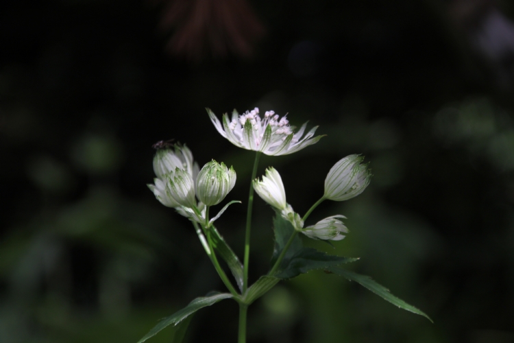<i>Astrantia major</i> 'Alba' <i>Astrantia major</i> 'Alba'