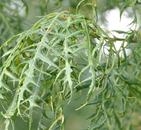 Quercus cerris 'Summer Veil'; opvallende zeer diep gelobde bladeren. Foto: website van den Berk Boomkwekerijen