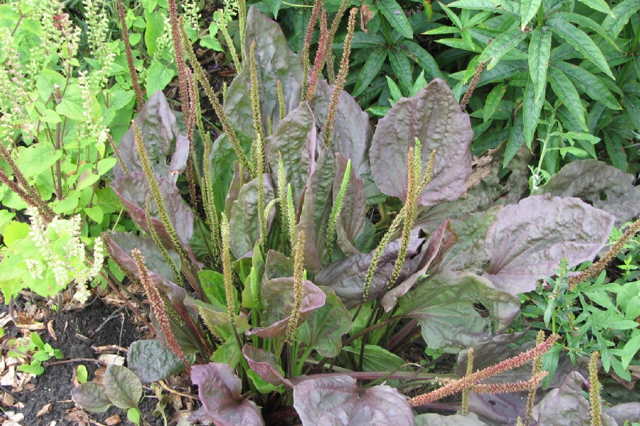 De inheemse <i>Plantago major</i> 'Purpurea'