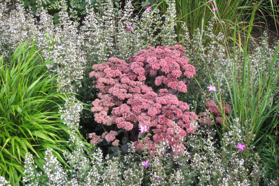 Combinatie van <i>Calamintha</i> met <i>Sedum</i> 'Matrona'