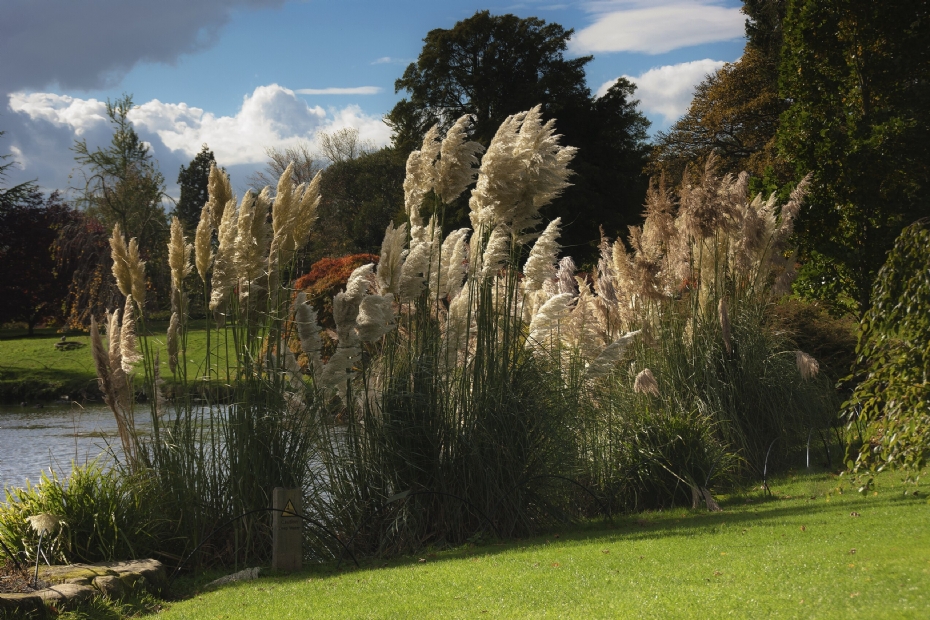 Pampasgras, hier in Ardingly, Engeland (foto: Wikimedia Commons)