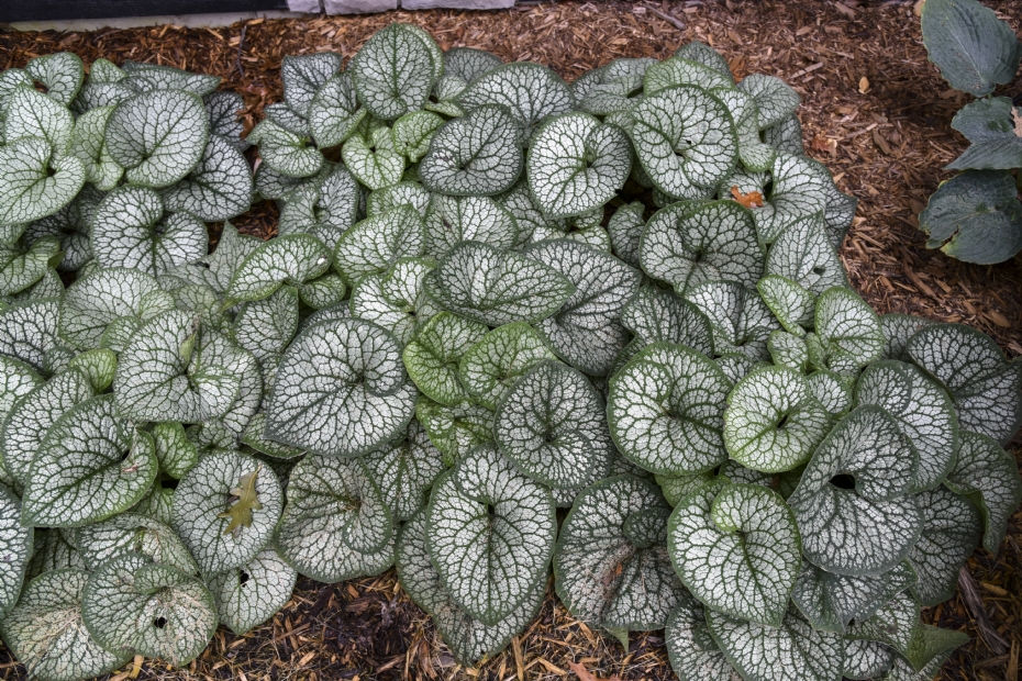 Brunnera 'Jack of Diamonds'