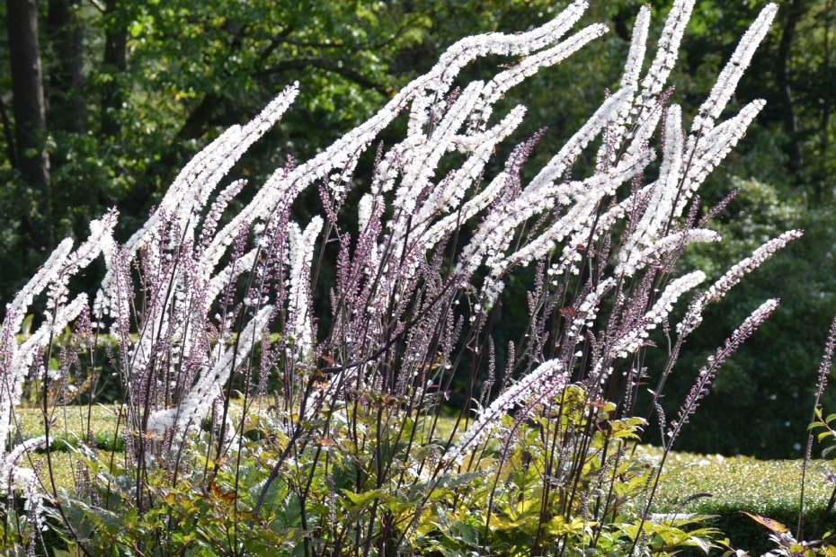 <i>Cimicifuga</i> <i>Cimicifuga</i>