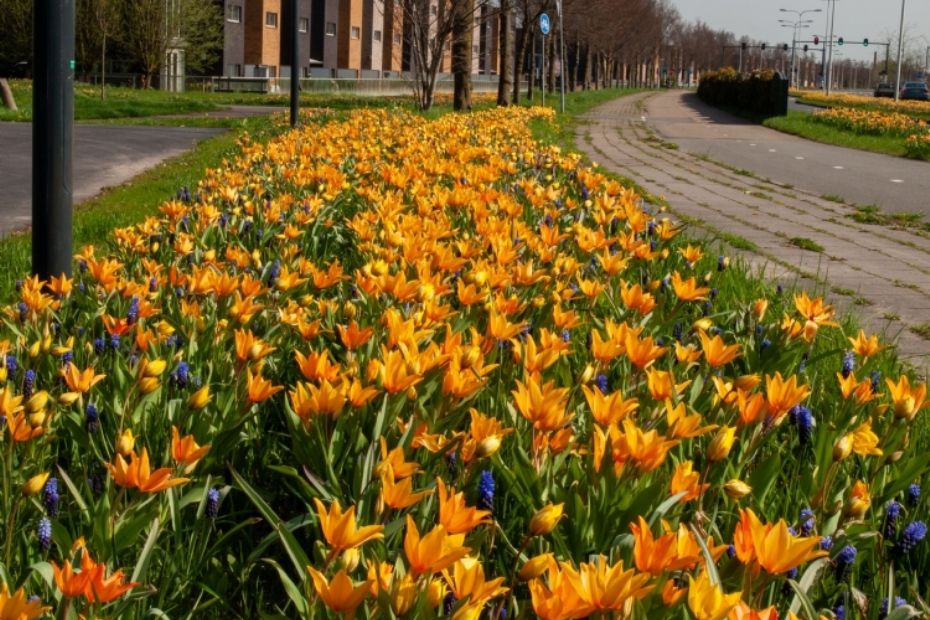 Wij planten mengsels voor uw project. Foto: M. Rollfs of Roelofs.