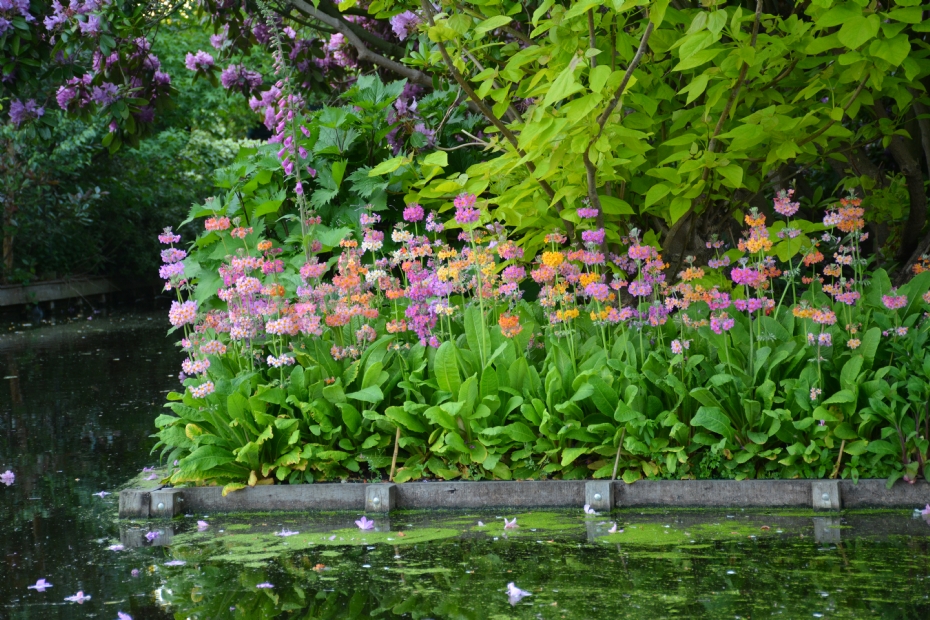 <i>Primula bulleesiana</i> <i>Primula bulleesiana</i>