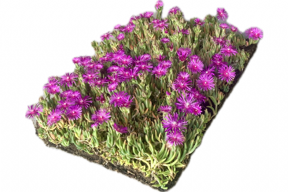 Covergreen ijsbloem: <i>Delosperma cooperi</i>