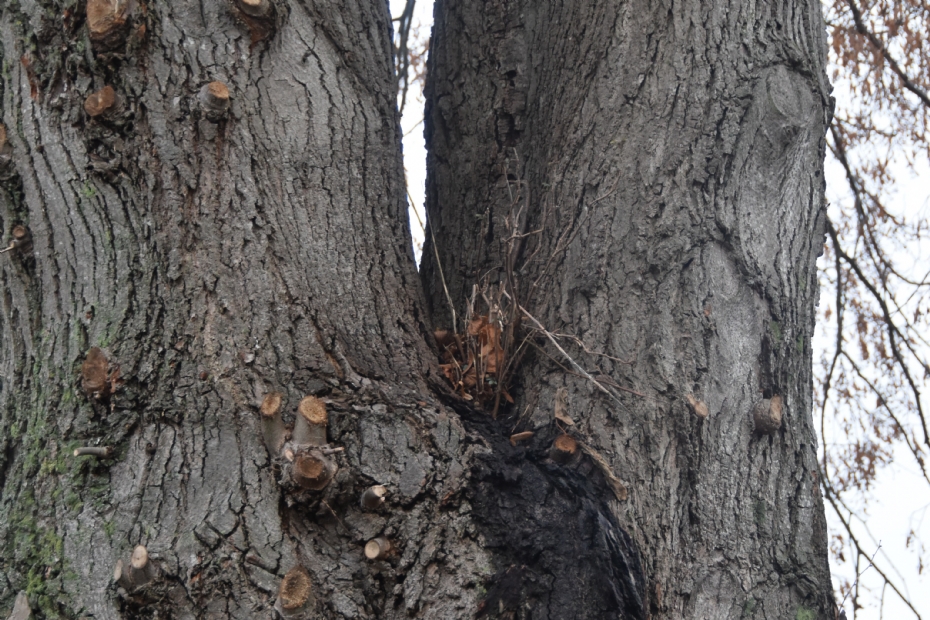 Voorbeeld van een plakoksel (archiefbeeld)
