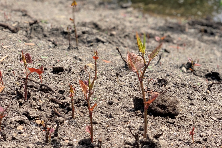 Japanse duizendknoop staat nog niet op Unielijst, maar is door een Nederlands verkoopverbod wel op enige manier aan banden gelegd.