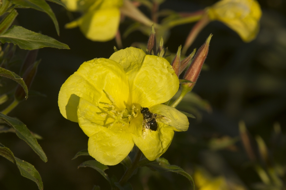 <i>Origanum vulgare</i>