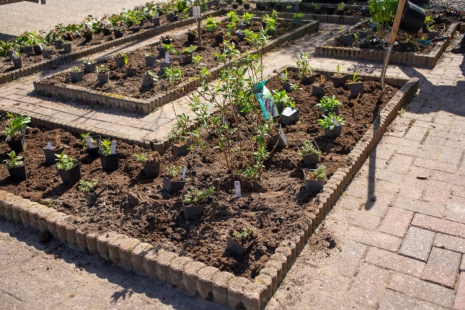 Border met vlinderstruik