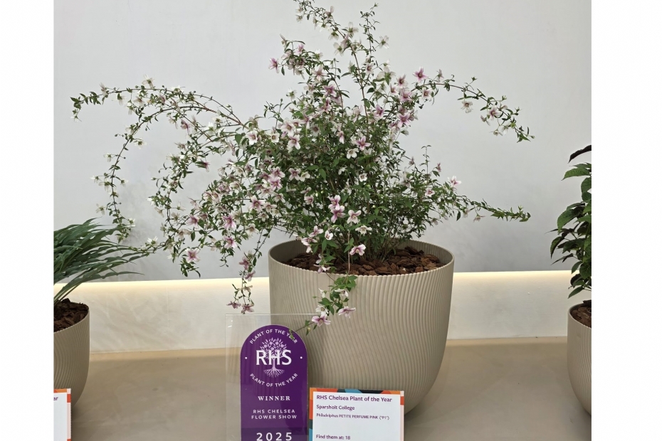 De Philadelphus PETITE PERFUME PINK (‘P1’). Beeld: Plantipp