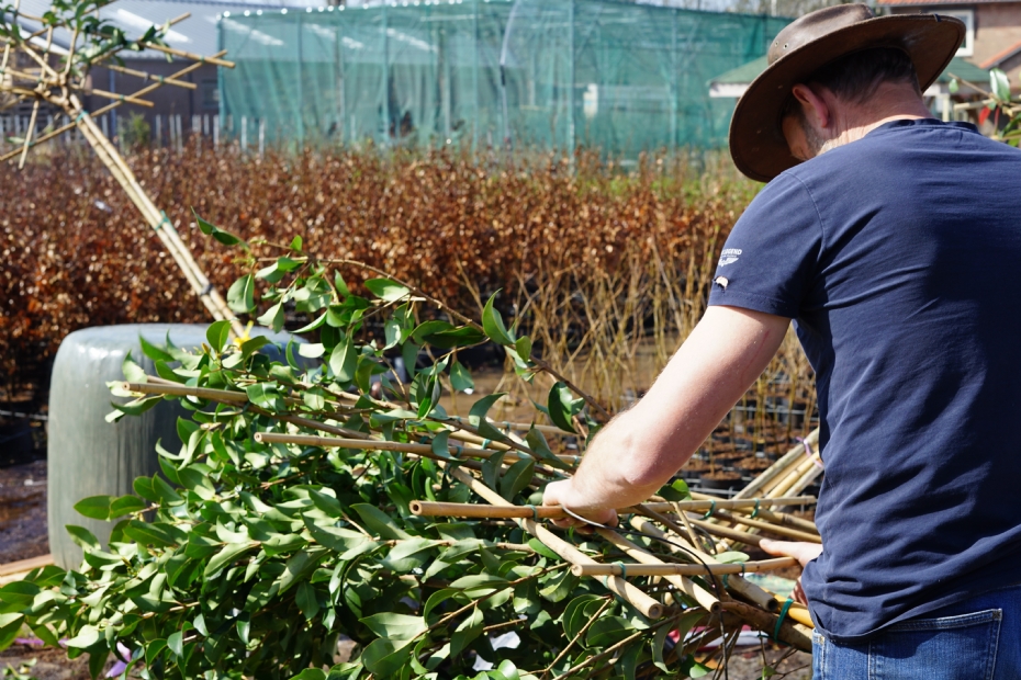 Door Boer Hommes, een kleinschalige zorgboerderij en kwekerij op het terrein van Directplant, worden leilindes opgebonden