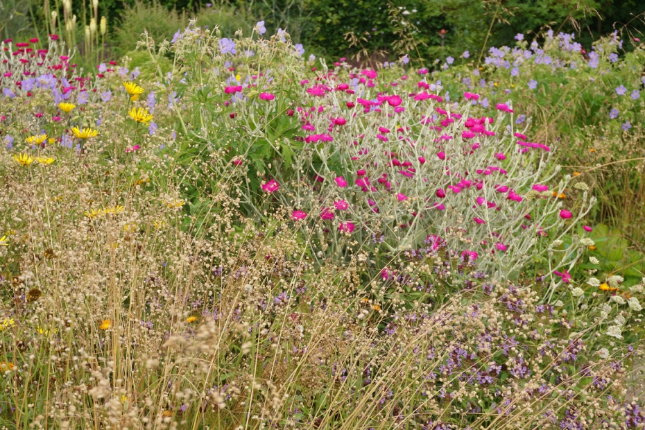 Wildissimo Moderato. Foto: Lageschaar Vaste Planten