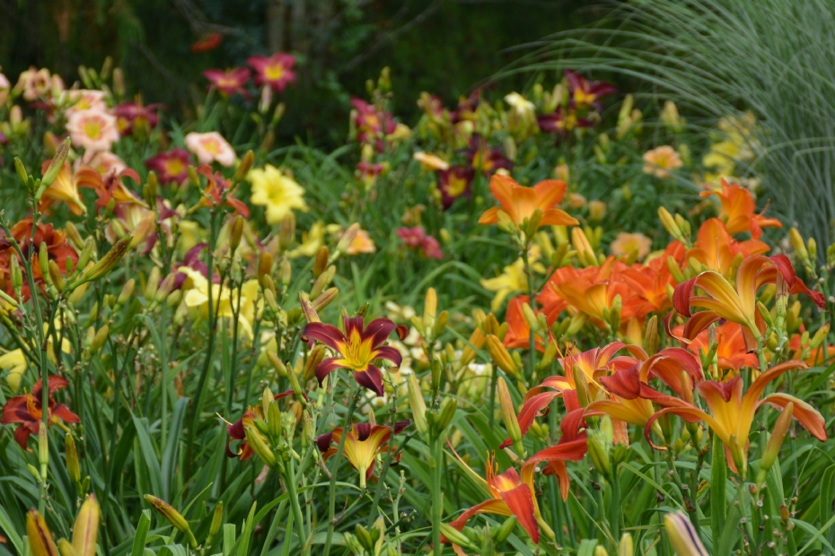 <i>Hemerocallis</i> <i>Hemerocallis</i>