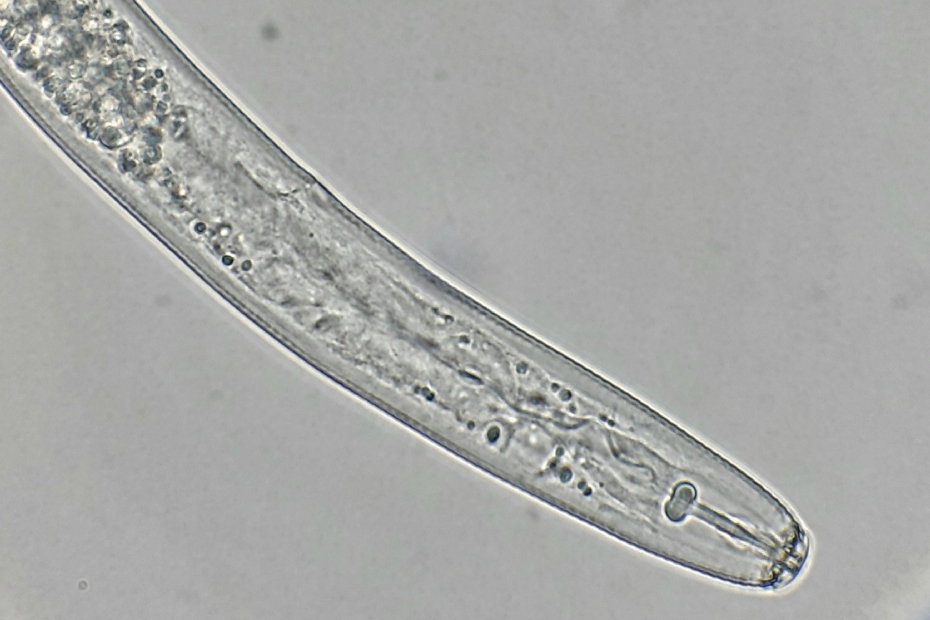 De kop van <i>Pratylenchus neglectus</i>
