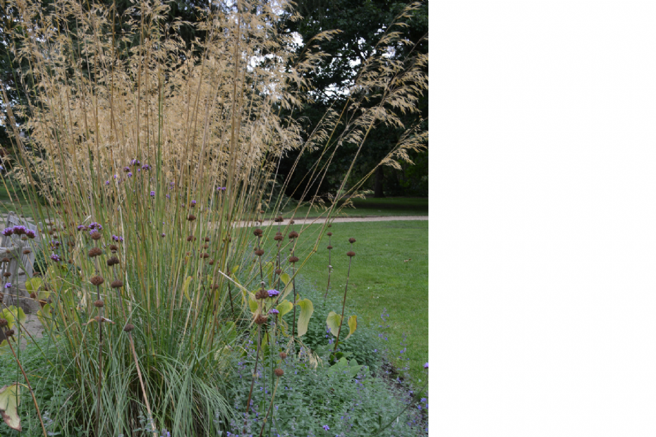 Border met <i>Stipa gigantea</i>