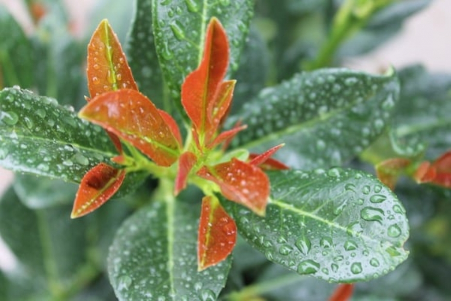 Prunus laurocerasus Bonaparte