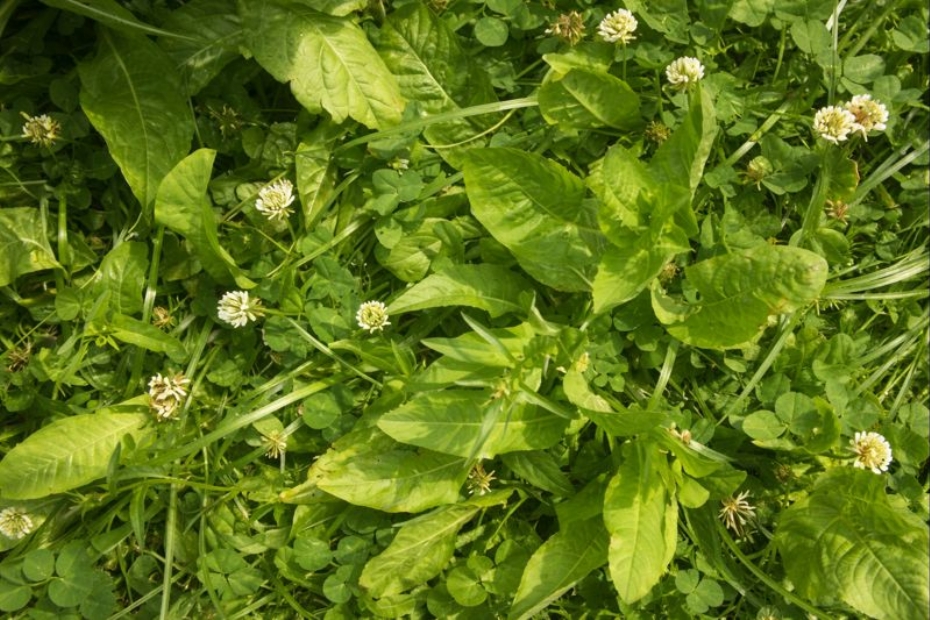 Afbeelding gemaakt met behulp van AI.