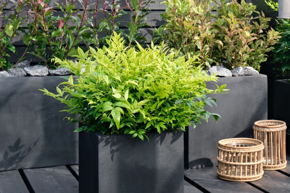 IDe heester Nandina ‘Magical Lemon Lime’ is bekroond tot Shrub Plant of the Year 2026.