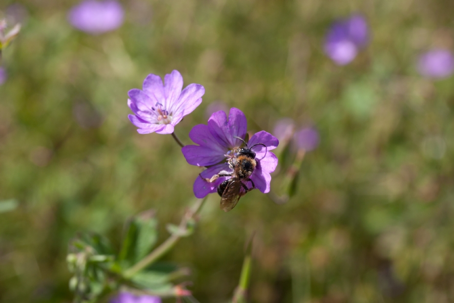 <i>Geranium pyrenaicum</i> <i>Geranium pyrenaicum</i>