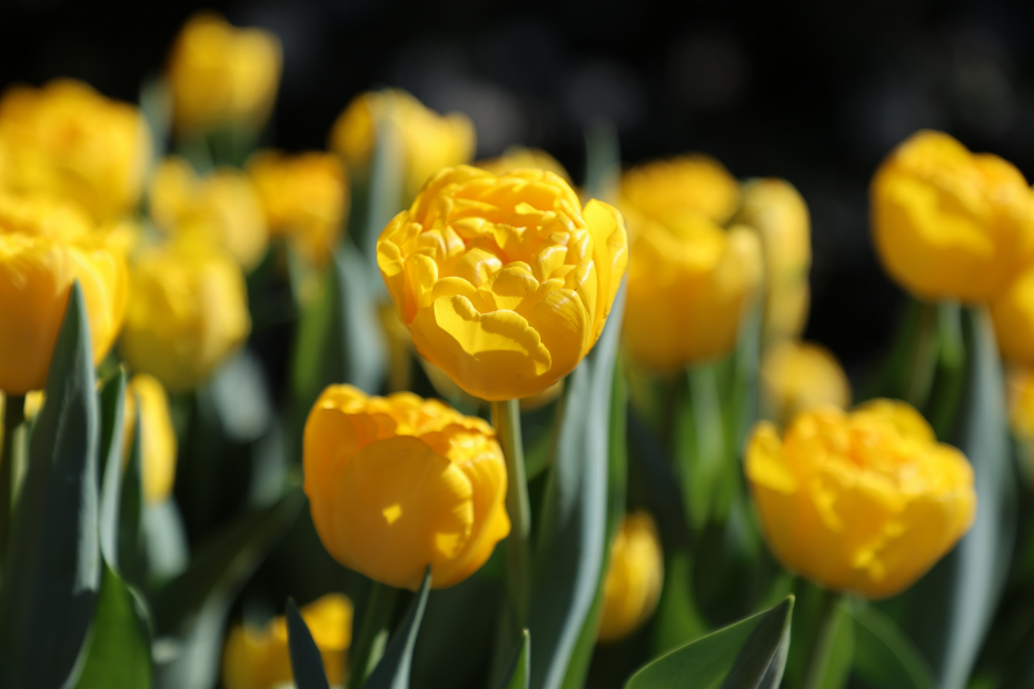 Tulipa Pairi Daiza (Fotocredit: Pairi Daiza) Tulipa Pairi Daiza (Fotocredit: Pairi Daiza)