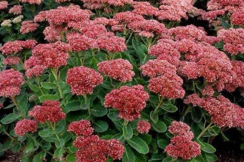 Sedum ‘Herbstfreude’ 