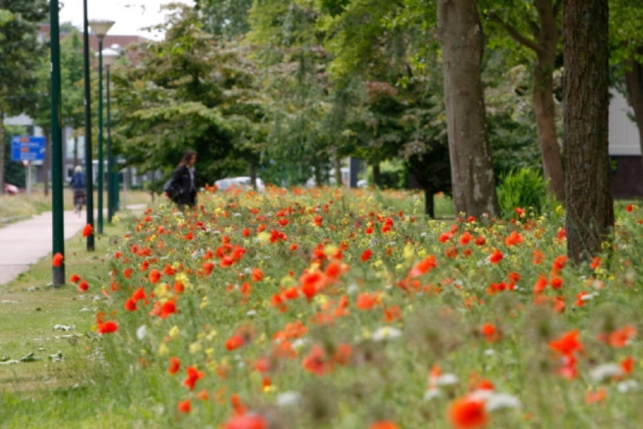 Beeld: Stichting Groenkeur