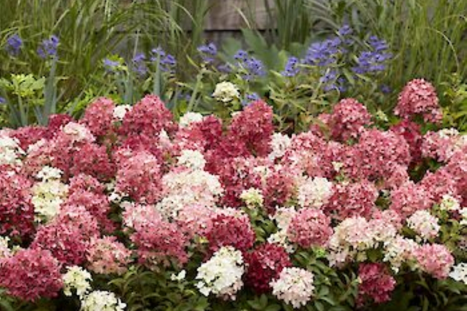 Hydrangea paniculata Groundbreaker Ruby. Foto: Harries Plantdesign