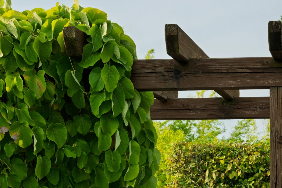 Beeld: Pexels