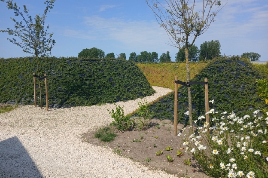 Organisch aangelegde vulkaan van Cotoneaster dammeri en Sedum matten. Binnenin is een werkplek gecreeerd
