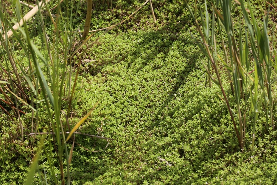 Watercrassula (Beeld via: Stichting Bargerveen - Bosgroep Zuid Nederland)
