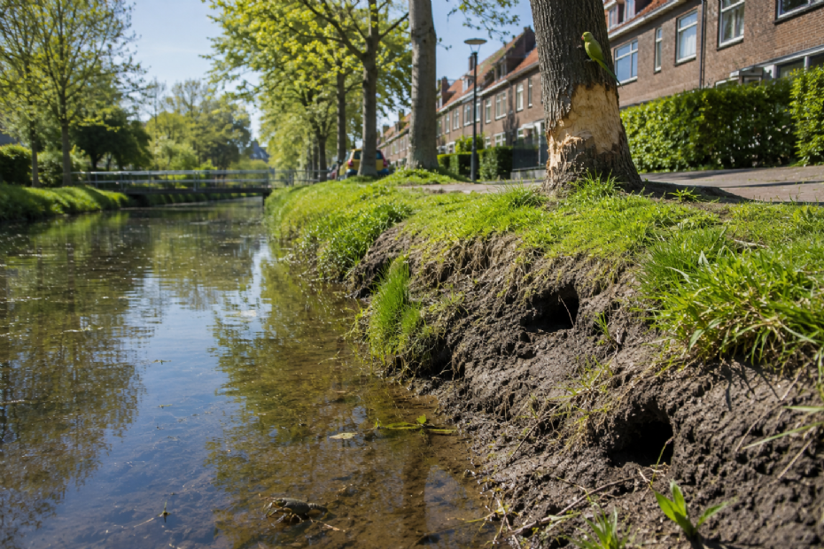 Watergangen van de Amerikaanse rivierkreeft, boomschade door de bever en een halsbandparkiet in de Nederlandse setting... (Beeld ter illustratie, gegenereerd met AI)