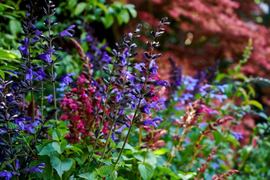 Salvia Salgoon