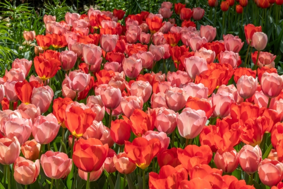 Tulpenmix 'Van Eijk': Een harmonieuze combinatie van Darwin Hybride tulpen, die zich kenmerken door hun grote bloemkelken, stevige stelen en indrukwekkende bloeihoogte.