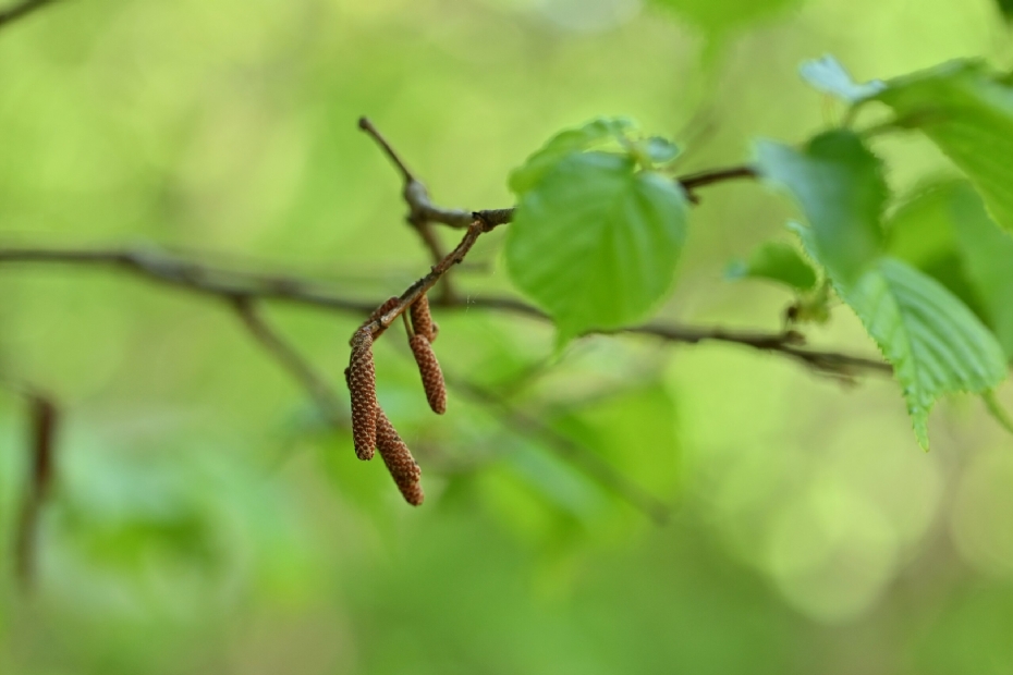 De hazelaar (Corylus) kan hooikoortsklachten geven