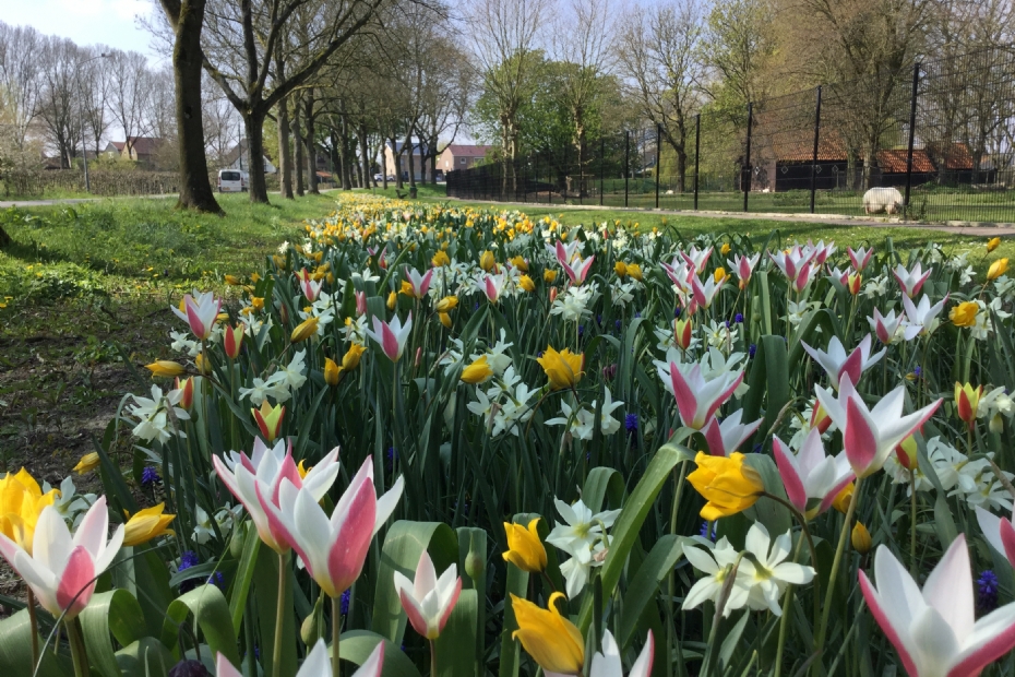 Heel Holland Bloeit Mengsel Jub Holland intensief Heel Holland Bloeit Mengsel Jub Holland intensief