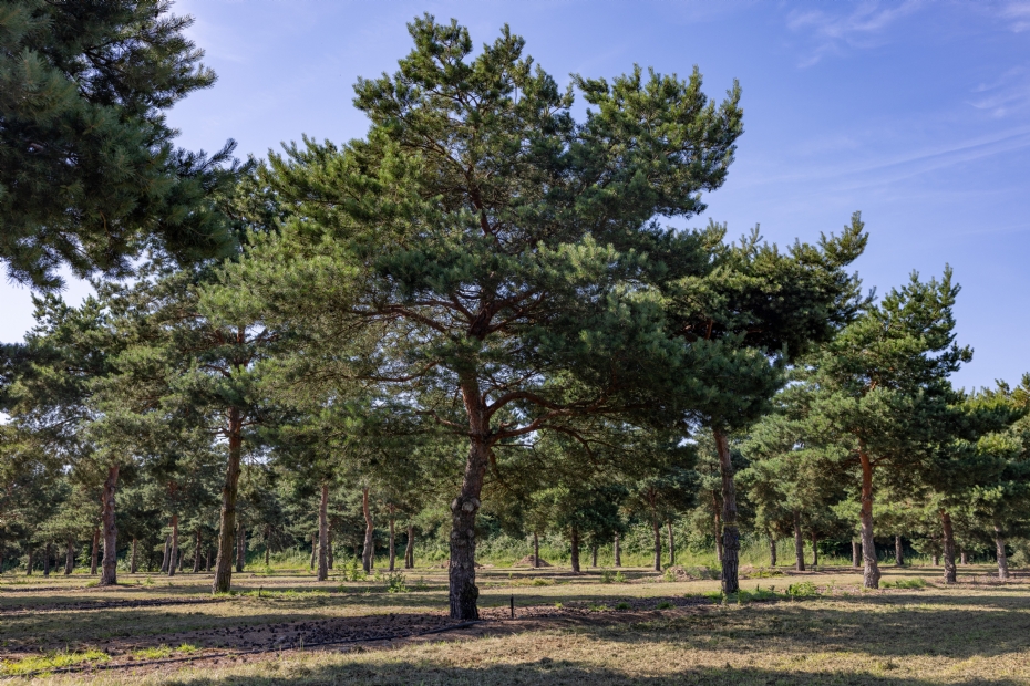 <i>Pinus sylvestris</i> tussen soortgenoten, allemaal uniek