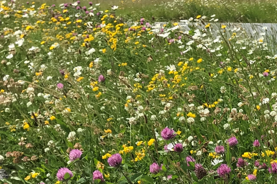 Een kruidenrijke berm