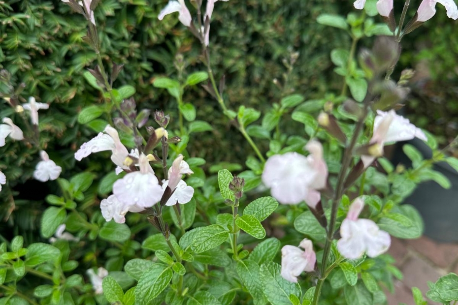 Salvia jamensis Cream Soda